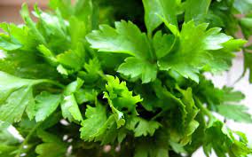 Green Leafy vegetable Parsley